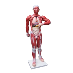 Randy & Travis Machinery Human Anatomical Muscular Model Muscle System