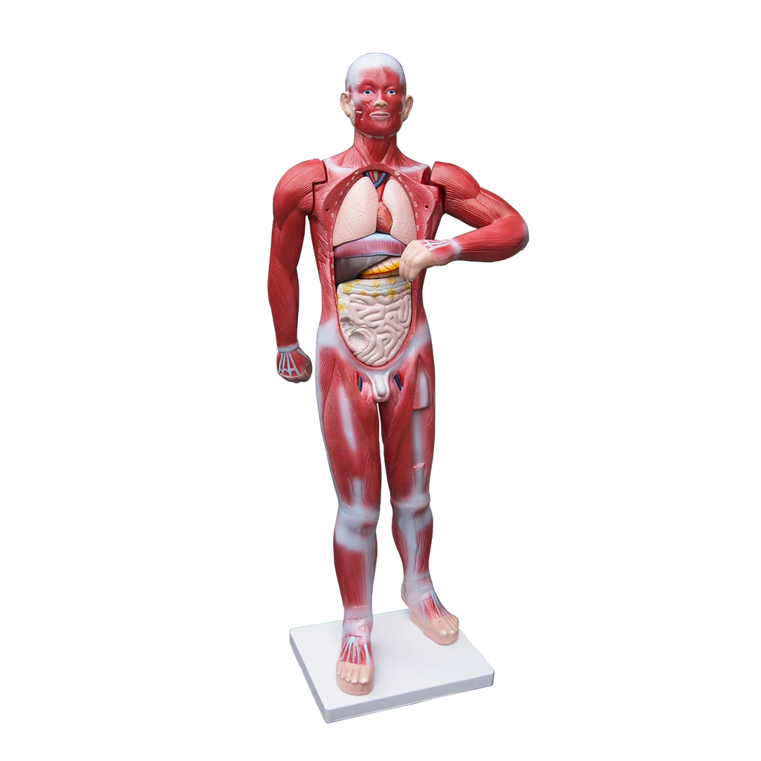 Randy & Travis Machinery Human Anatomical Muscular Model Muscle System