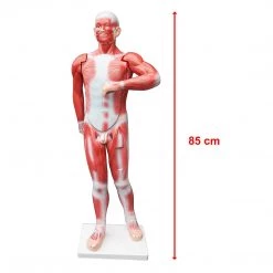 Randy & Travis Machinery Human Anatomical Muscular Model Muscle System