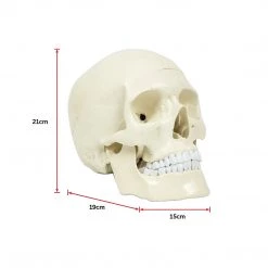 Randy & Travis Machinery Life Size Anatomical Deluxe Human Skull Model Medical Skeleton Anatomy Replica