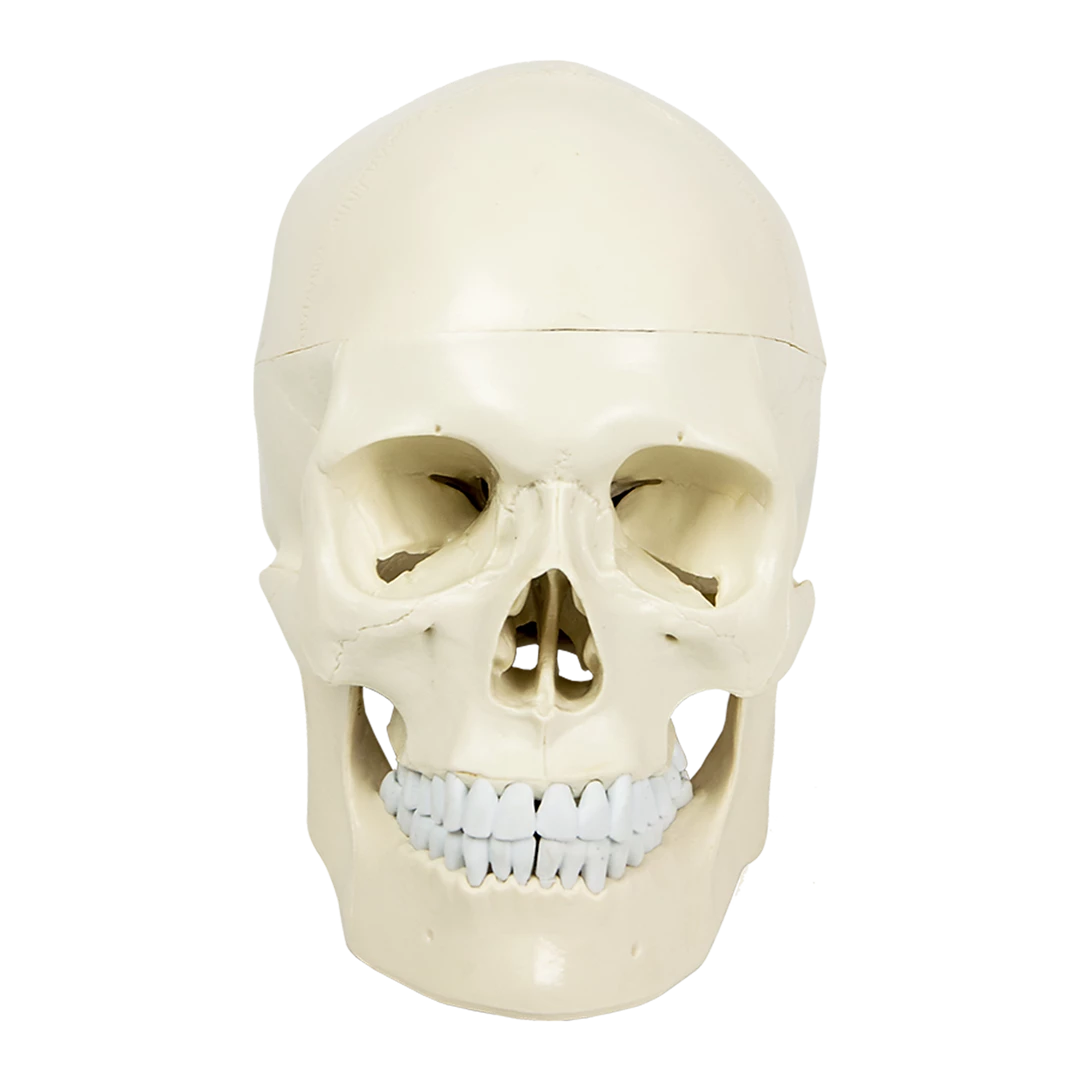 Randy & Travis Machinery Life Size Anatomical Deluxe Human Skull Model Medical Skeleton Anatomy Replica