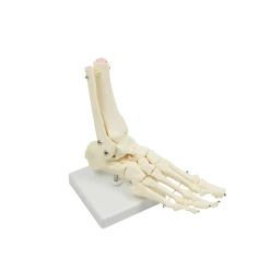 Randy & Travis Machinery Life Size Foot Joint Anatomical Model Skeleton