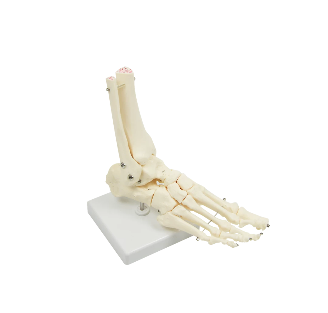 Randy & Travis Machinery Life Size Foot Joint Anatomical Model Skeleton