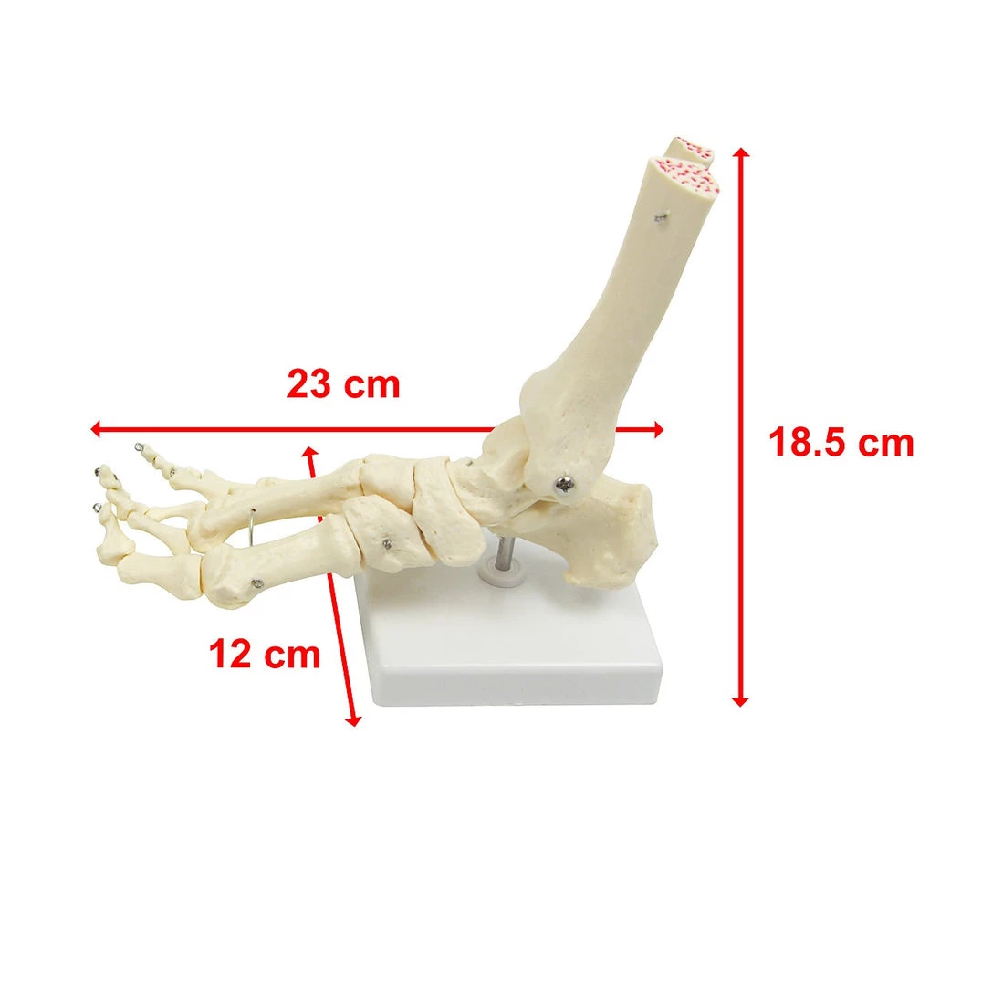 Randy & Travis Machinery Life Size Foot Joint Anatomical Model Skeleton