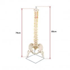 Randy & Travis Machinery Life Size Flexible Vertebral Spine Pelvis & Femur Skeleton Model Anatomy Model Games & Hobbies