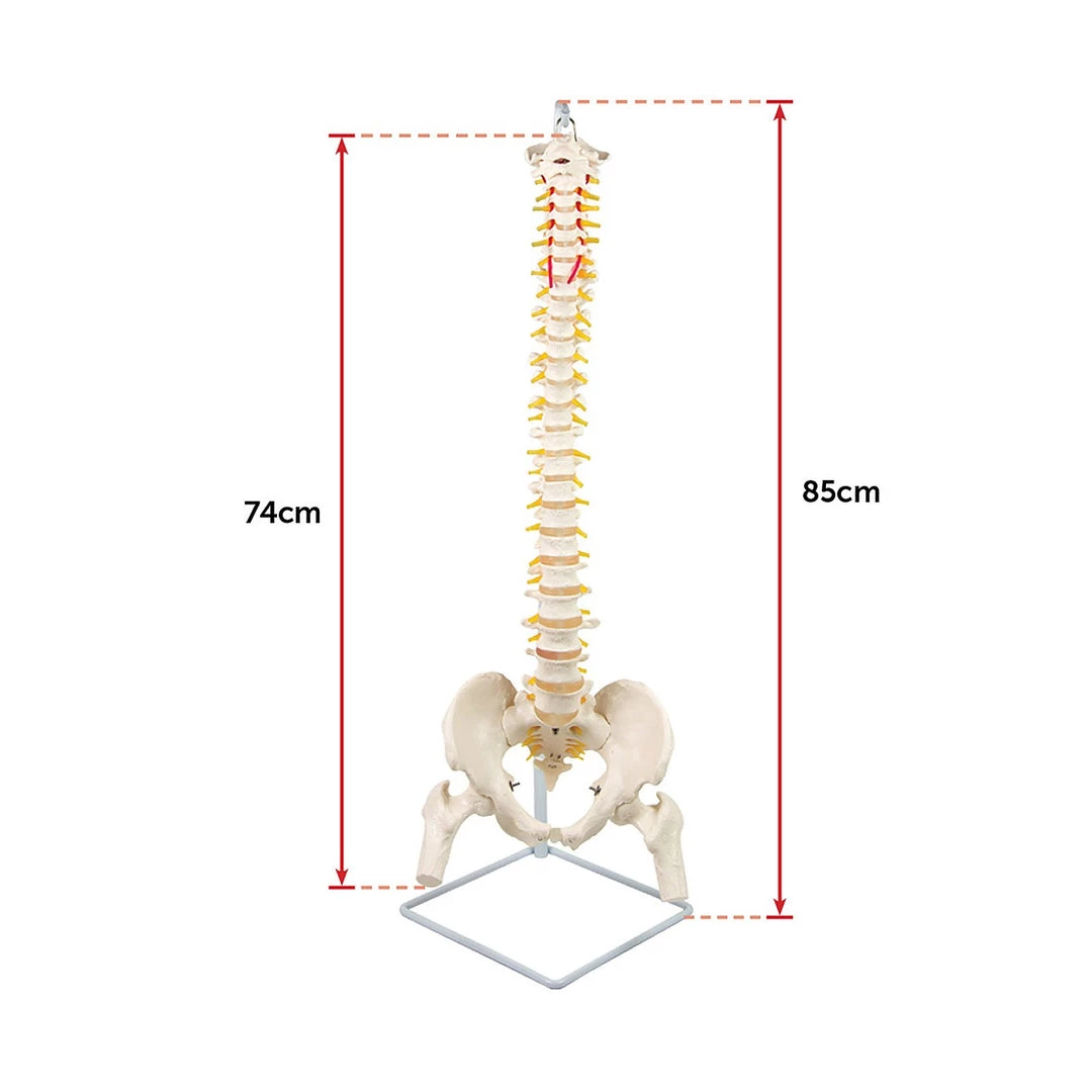 Randy & Travis Machinery Life Size Flexible Vertebral Spine Pelvis & Femur Skeleton Model Anatomy Model Games & Hobbies