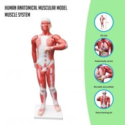 Randy & Travis Machinery Human Anatomical Muscular Model Muscle System