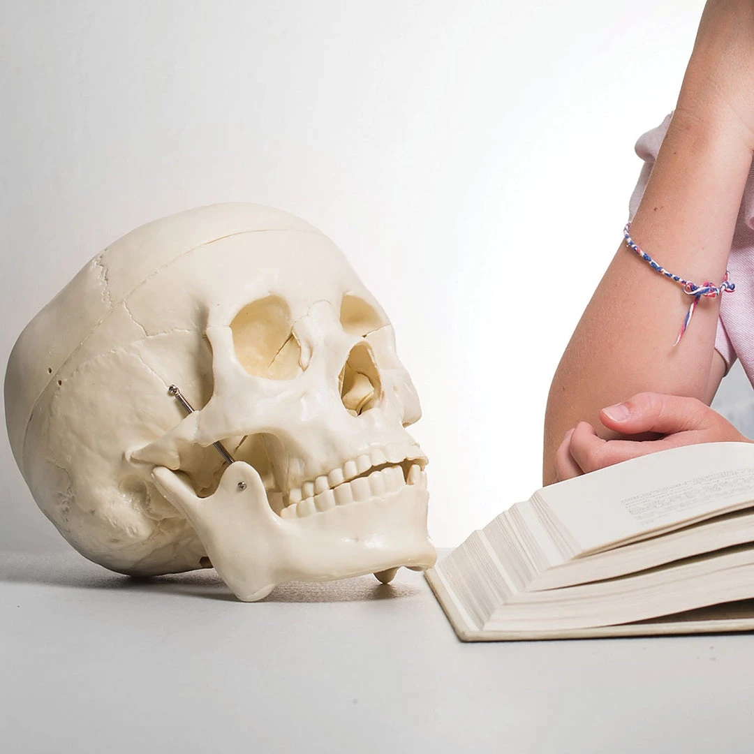 Randy & Travis Machinery Life Size Anatomical Deluxe Human Skull Model Medical Skeleton Anatomy Replica