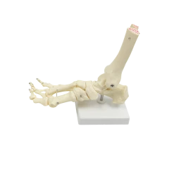 Randy & Travis Machinery Life Size Foot Joint Anatomical Model Skeleton