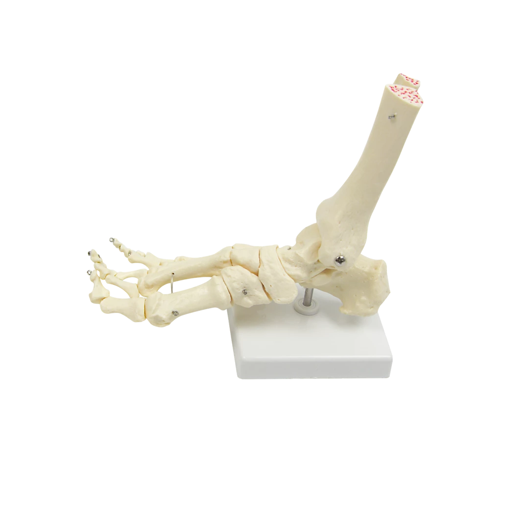Randy & Travis Machinery Life Size Foot Joint Anatomical Model Skeleton