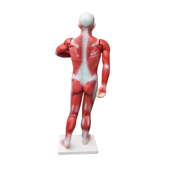 Randy & Travis Machinery Human Anatomical Muscular Model Muscle System