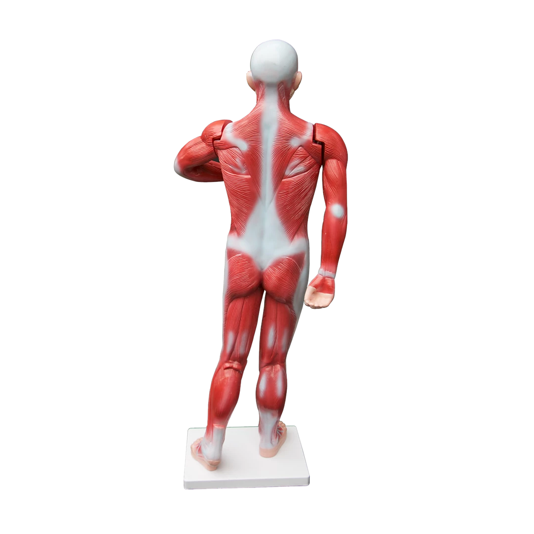 Randy & Travis Machinery Human Anatomical Muscular Model Muscle System