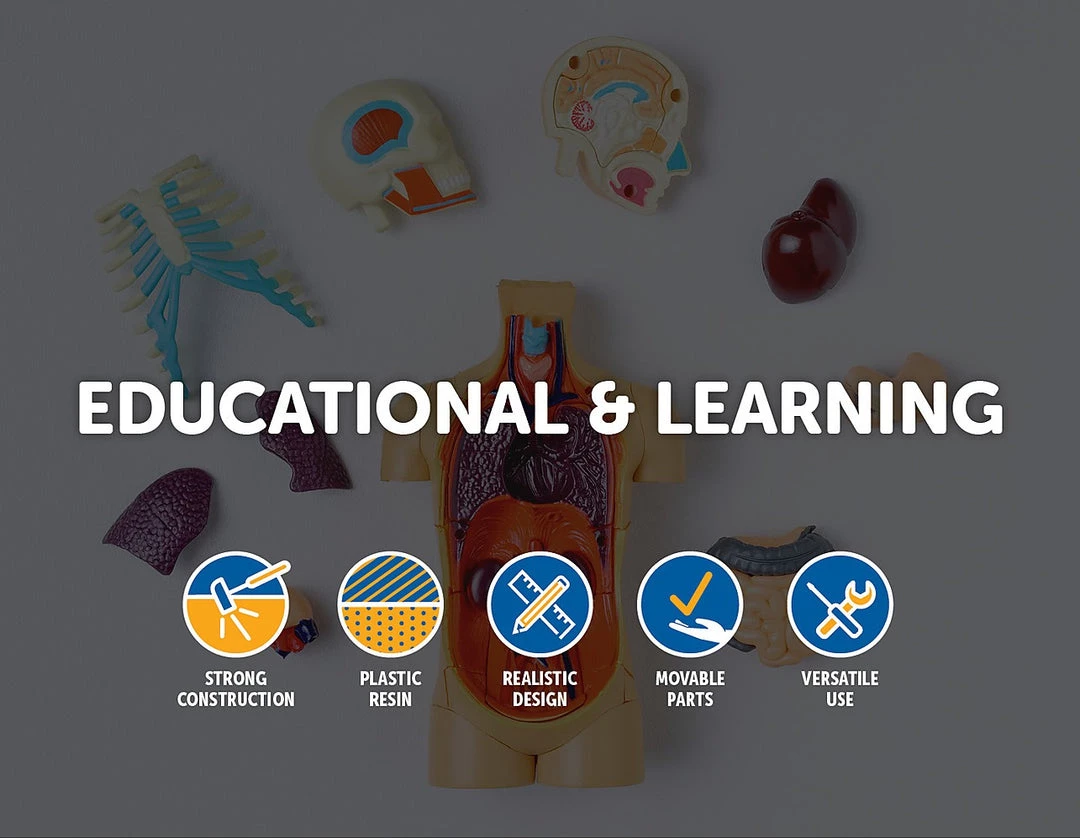 Randy & Travis Machinery Life Size Anatomical Deluxe Human Skull Model Medical Skeleton Anatomy Replica