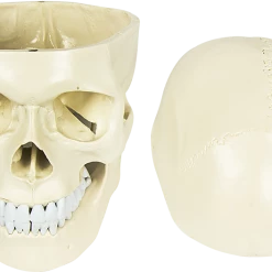 Randy & Travis Machinery Life Size Anatomical Deluxe Human Skull Model Medical Skeleton Anatomy Replica