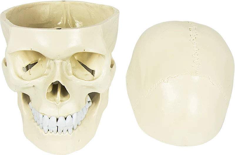 Randy & Travis Machinery Life Size Anatomical Deluxe Human Skull Model Medical Skeleton Anatomy Replica