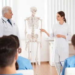 Randy & Travis Machinery Human Skeleton Anatomical Model 180cm