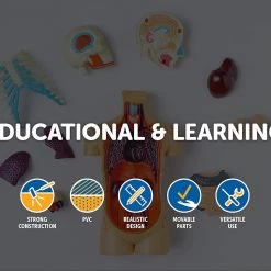 Randy & Travis Machinery Human Skeleton Anatomical Model 180cm