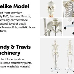 Randy & Travis Machinery Human Skeleton Anatomical Model 180cm