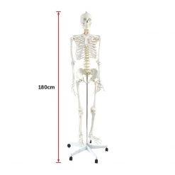 Randy & Travis Machinery Human Skeleton Anatomical Model 180cm