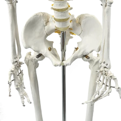 Randy & Travis Machinery Human Skeleton Anatomical Model 180cm