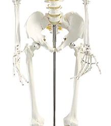 Randy & Travis Machinery Human Skeleton Anatomical Model 180cm