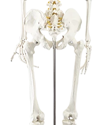 Randy & Travis Machinery Human Skeleton Anatomical Model 180cm