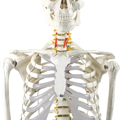 Randy & Travis Machinery Human Skeleton Anatomical Model 180cm