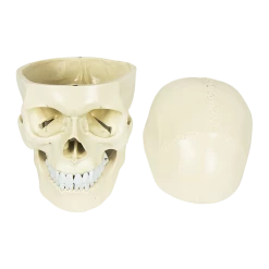 Randy & Travis Machinery Life Size Anatomical Deluxe Human Skull Model Medical Skeleton Anatomy Replica