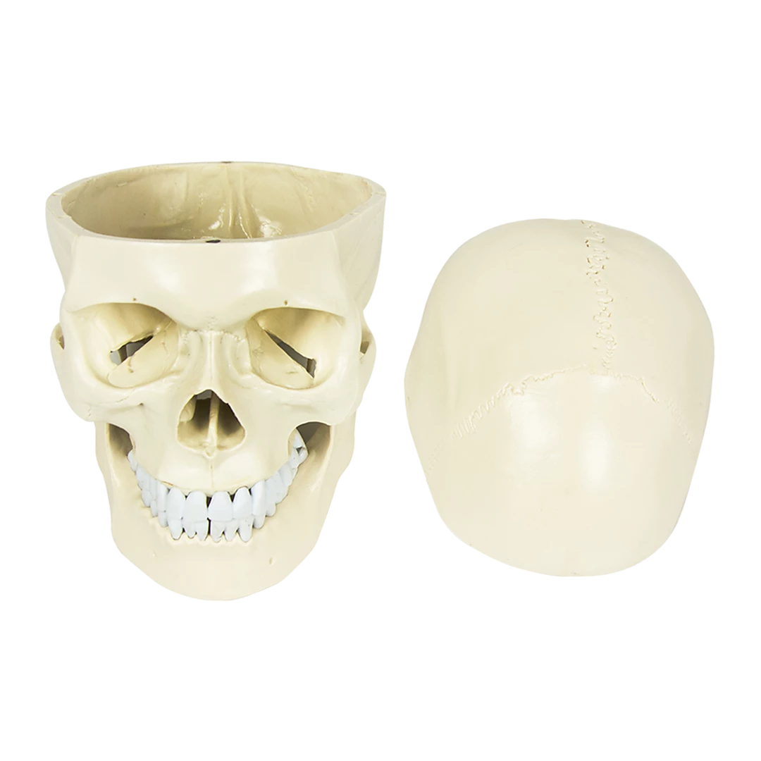 Randy & Travis Machinery Life Size Anatomical Deluxe Human Skull Model Medical Skeleton Anatomy Replica