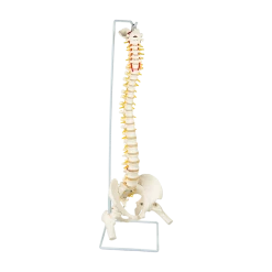 Randy & Travis Machinery Life Size Flexible Vertebral Spine Pelvis & Femur Skeleton Model Anatomy Model Games & Hobbies