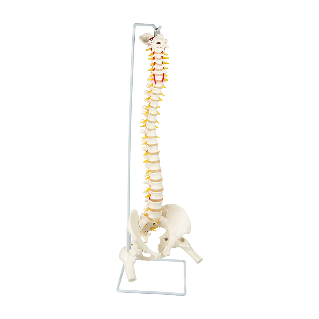 Randy & Travis Machinery Life Size Flexible Vertebral Spine Pelvis & Femur Skeleton Model Anatomy Model Games & Hobbies