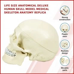 Randy & Travis Machinery Life Size Anatomical Deluxe Human Skull Model Medical Skeleton Anatomy Replica