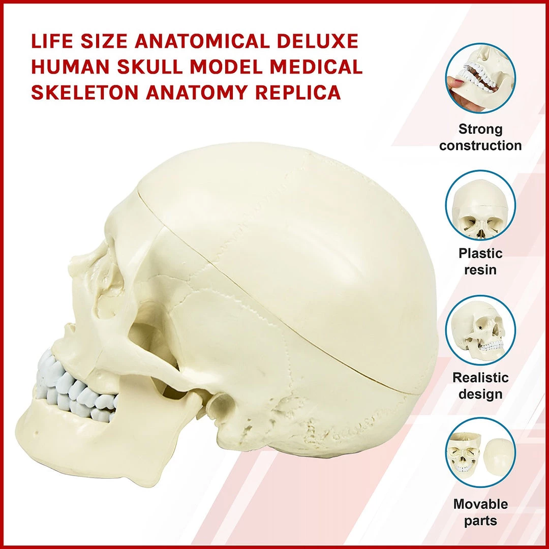Randy & Travis Machinery Life Size Anatomical Deluxe Human Skull Model Medical Skeleton Anatomy Replica