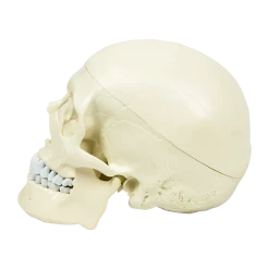 Randy & Travis Machinery Life Size Anatomical Deluxe Human Skull Model Medical Skeleton Anatomy Replica
