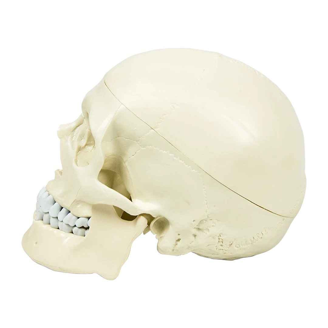 Randy & Travis Machinery Life Size Anatomical Deluxe Human Skull Model Medical Skeleton Anatomy Replica