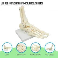 Randy & Travis Machinery Life Size Foot Joint Anatomical Model Skeleton