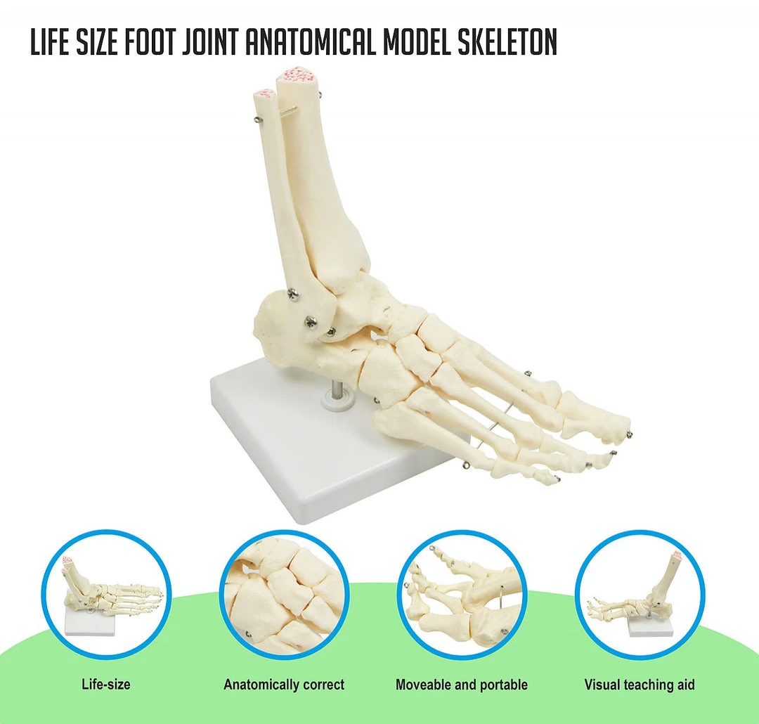 Randy & Travis Machinery Life Size Foot Joint Anatomical Model Skeleton