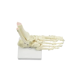 Randy & Travis Machinery Life Size Foot Joint Anatomical Model Skeleton