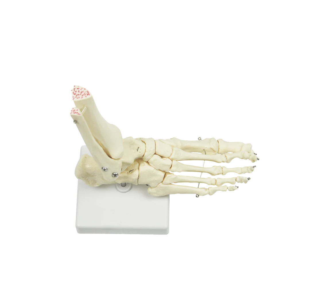 Randy & Travis Machinery Life Size Foot Joint Anatomical Model Skeleton
