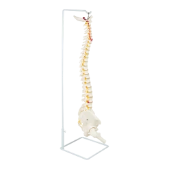 Randy & Travis Machinery Life Size Flexible Vertebral Spine Pelvis & Femur Skeleton Model Anatomy Model Games & Hobbies
