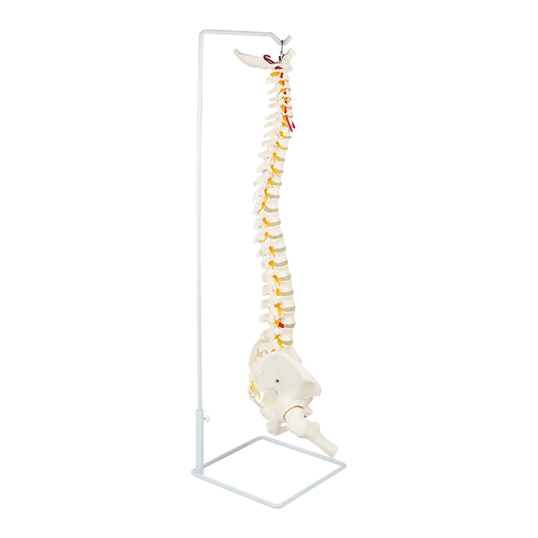 Randy & Travis Machinery Life Size Flexible Vertebral Spine Pelvis & Femur Skeleton Model Anatomy Model Games & Hobbies