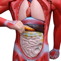 Randy & Travis Machinery Human Anatomical Muscular Model Muscle System