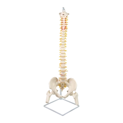 Randy & Travis Machinery Life Size Flexible Vertebral Spine Pelvis & Femur Skeleton Model Anatomy Model Games & Hobbies