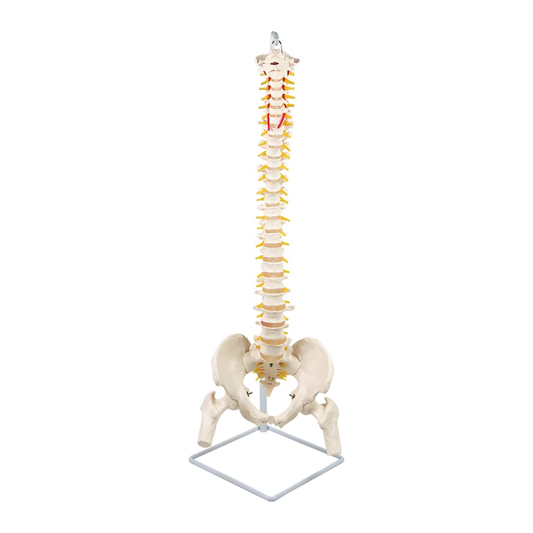 Randy & Travis Machinery Life Size Flexible Vertebral Spine Pelvis & Femur Skeleton Model Anatomy Model Games & Hobbies
