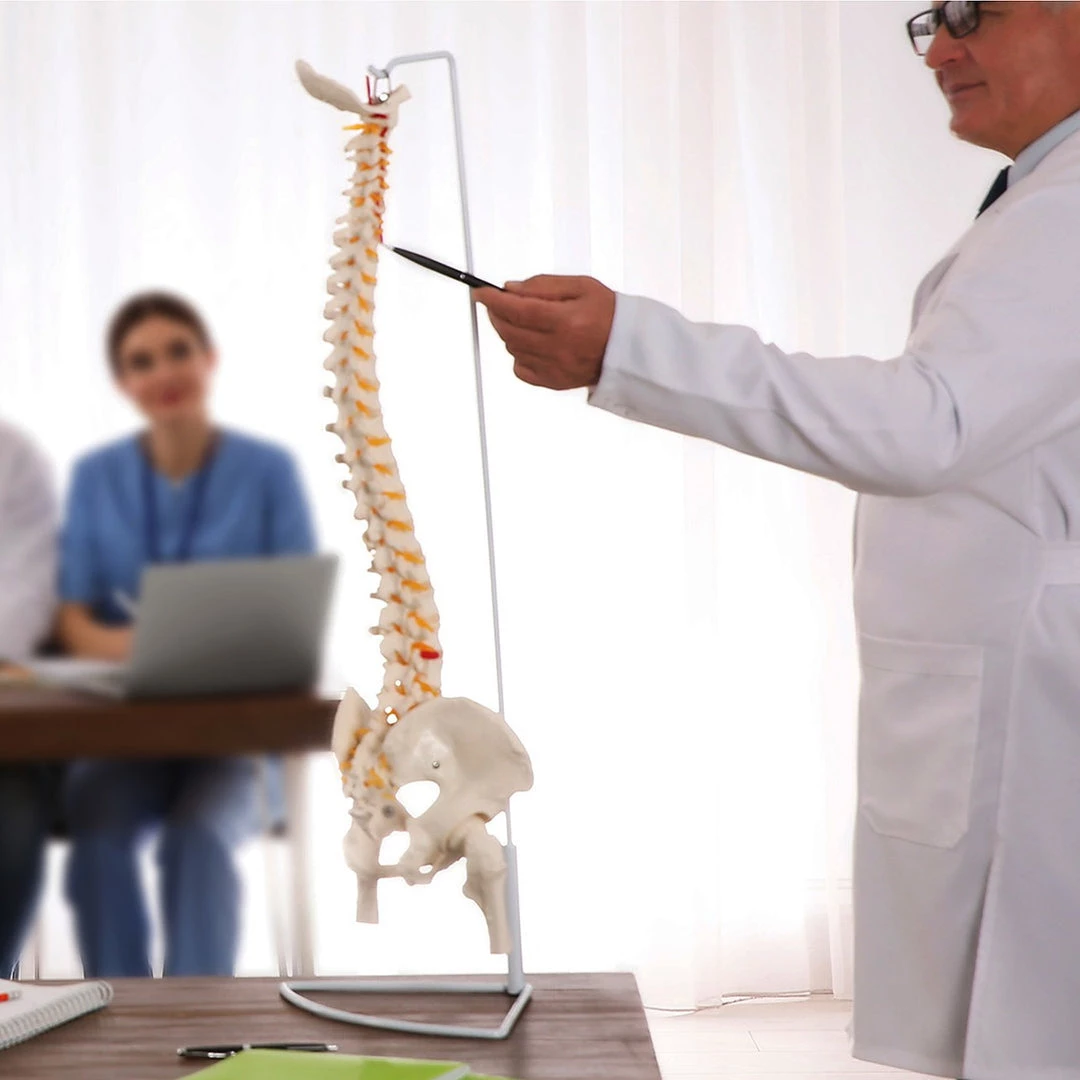 Randy & Travis Machinery Life Size Flexible Vertebral Spine Pelvis & Femur Skeleton Model Anatomy Model Games & Hobbies