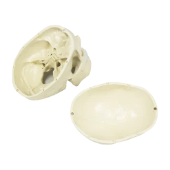 Randy & Travis Machinery Life Size Anatomical Deluxe Human Skull Model Medical Skeleton Anatomy Replica