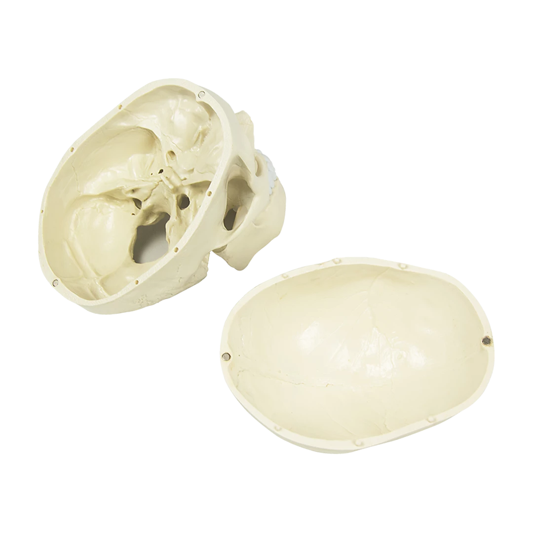 Randy & Travis Machinery Life Size Anatomical Deluxe Human Skull Model Medical Skeleton Anatomy Replica