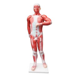 Randy & Travis Machinery Human Anatomical Muscular Model Muscle System