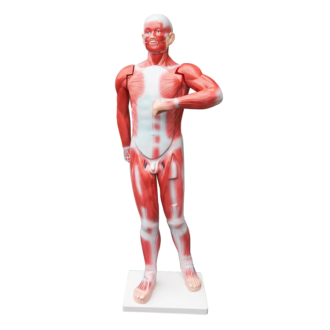 Randy & Travis Machinery Human Anatomical Muscular Model Muscle System
