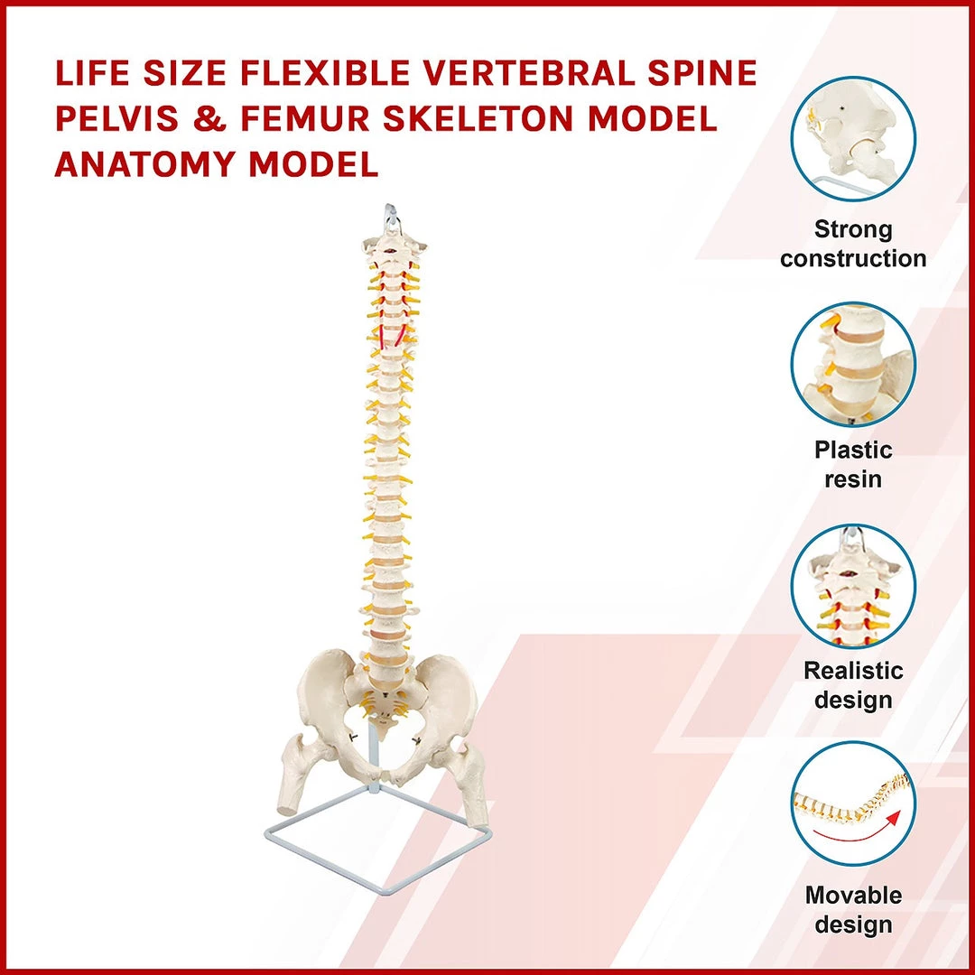 Randy & Travis Machinery Life Size Flexible Vertebral Spine Pelvis & Femur Skeleton Model Anatomy Model Games & Hobbies